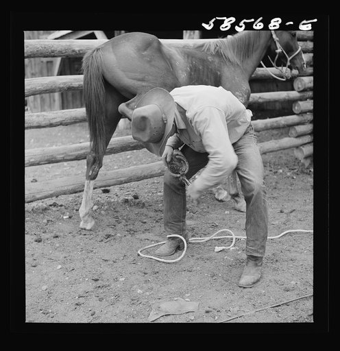 Untitled photo, possibly related to: Removing horseshoes at the end of the summer season before turning the horses out on the range for the winter. In the corral at Quarter Circle U, Brewster-Arnold Ranch Company. Birney, Montana
