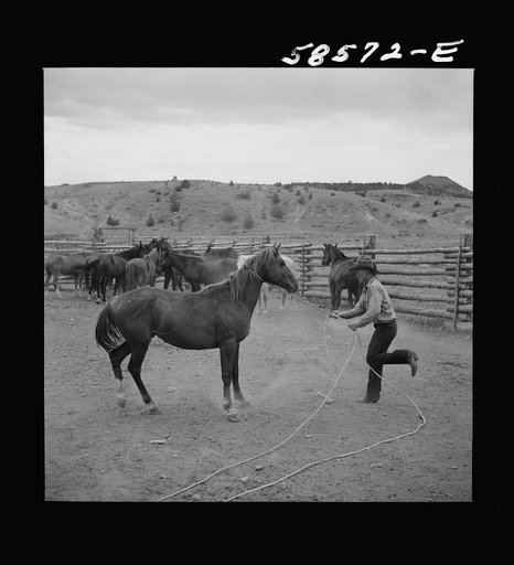 Catching, roping and tying horses in the corral to remove their shoes at the end of the summer season before turning the horses out on the range for the winter. Quarter Circle U, Brewster-Arnold Ranch Company. Birney, Montana