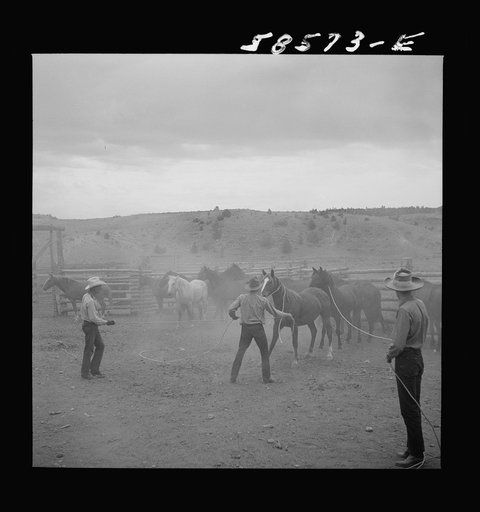 Catching, roping and tying horses in the corral to remove their shoes at the end of the summer season before turning the horses out on the range for the winter. Quarter Circle U, Brewster-Arnold Ranch Company. Birney, Montana