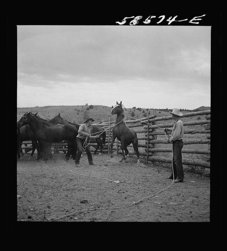 Catching, roping and tying horses in the corral to remove their shoes at the end of the summer season before turning the horses out on the range for the winter. Quarter Circle U, Brewster-Arnold Ranch Company. Birney, Montana