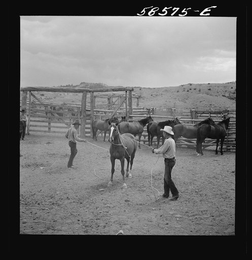 Catching, roping and tying horses in the corral to remove their shoes at the end of the summer season before turning the horses out on the range for the winter. Quarter Circle U, Brewster-Arnold Ranch Company. Birney, Montana
