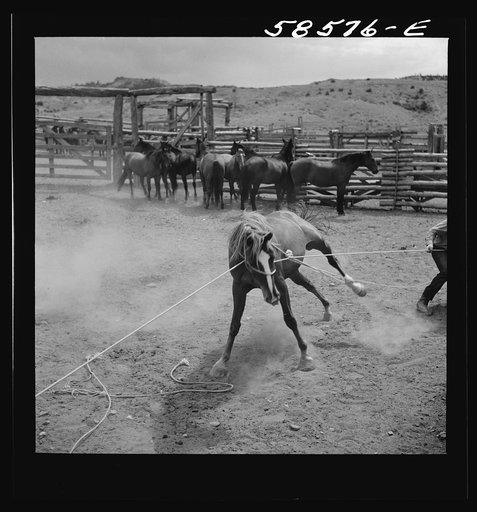 Catching, roping and tying horses in the corral to remove their shoes at the end of the summer season before turning the horses out on the range for the winter. Quarter Circle U, Brewster-Arnold Ranch Company. Birney, Montana