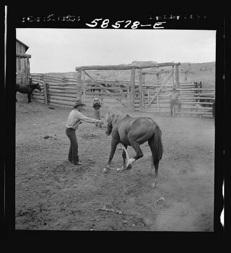 Untitled photo, possibly related to: Catching, roping and tying horses in the corral to remove their shoes at the end of the summer season before turning the horses out on the range for the winter. Quarter Circle U, Brewster-Arnold Ranch Company. Birney, Montana