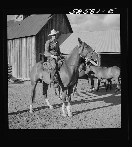 Untitled photo, possibly related to: Cowboy on a ranch horse in the corral at Quarter Circle U, Brewster-Arnold Ranch Company. Birney, Montana