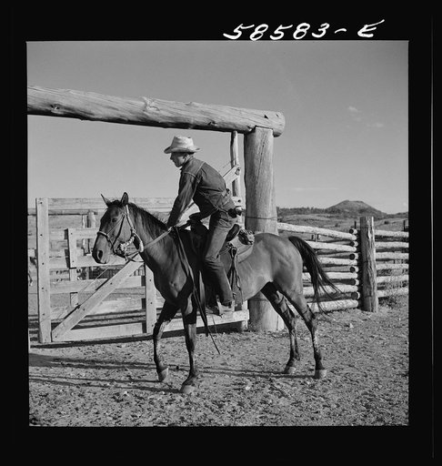 Cowboy on a ranch horse in the corral at Quarter Circle U, Brewster-Arnold Ranch Company. Birney, Montana