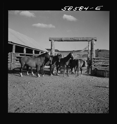 Ranch horses in the corral at Quarter Circle U, Brewster-Arnold Ranch Company. Birney, Montana