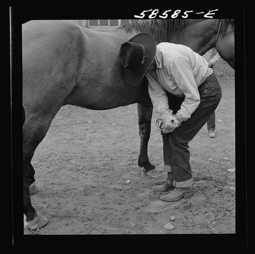 Untitled photo, possibly related to: Removing horseshoes at the end of the summer season before turning the horses out on the range for the winter. In the corral at Quarter Circle U, Brewster-Arnold Ranch Company. Birney, Montana