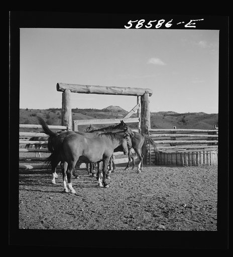 Ranch horses in the corral at Quarter Circle U, Brewster-Arnold Ranch Company. Birney, Montana
