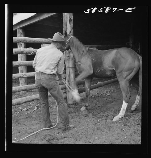 Untitled photo, possibly related to: Removing horseshoes at the end of the summer season before turning the horses out on the range for the winter. In the corral at Quarter Circle U, Brewster-Arnold Ranch Company. Birney, Montana