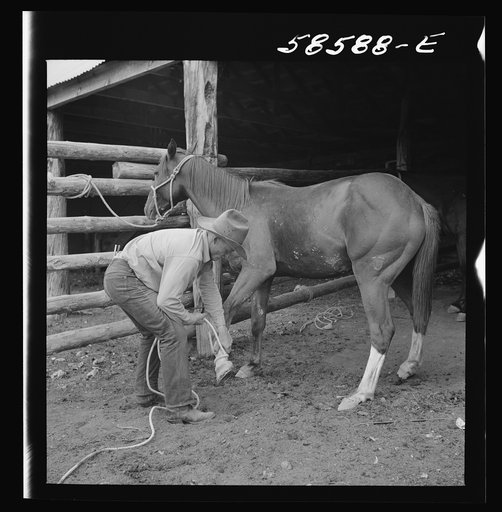 Removing horseshoes at the end of the summer season before turning the horses out on the range for the winter. In the corral at Quarter Circle U, Brewster-Arnold Ranch Company. Birney, Montana