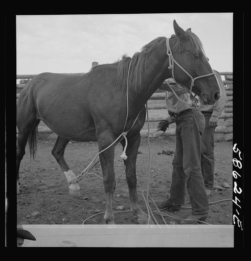 Untitled photo, possibly related to: Catching, roping and tying horses in the corral to remove their shoes at the end of the summer season before turning the horses out on the range for winter. Quarter Circle U, Brewster-Arnold Ranch Company. Birny, Montana