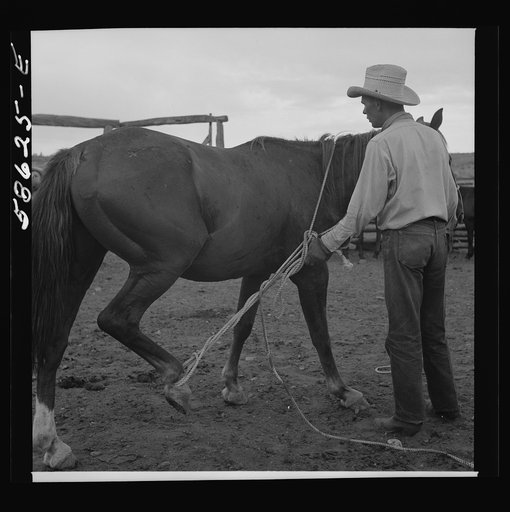 Catching, roping and tying horses in the corral to remove their shoes at the end of the summer season before turning the horses out on the range for winter. Quarter Circle U, Brewster-Arnold Ranch Company. Birny, Montana