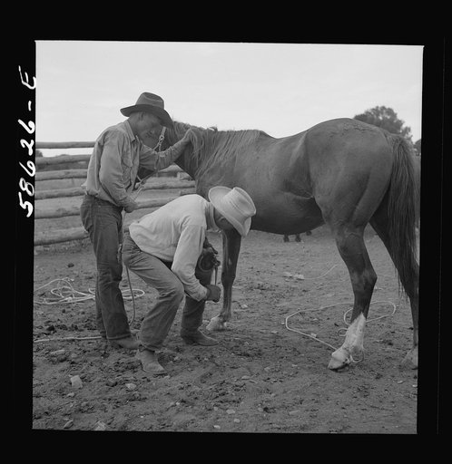 Untitled photo, possibly related to: Removing horseshoes at the end of the summer season before turning the horses out on the range for the winter. In the corral at Quarter Circle U, Brewster-Arnold Ranch Company. Birney, Montana