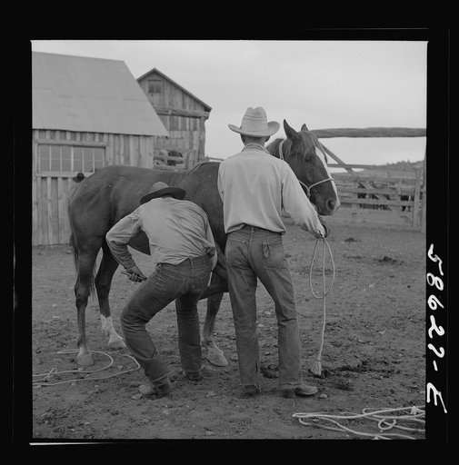 Removing horseshoes at the end of the summer season before turning the horses out on the range for the winter. In the corral at Quarter Circle U, Brewster-Arnold Ranch Company. Birney, Montana