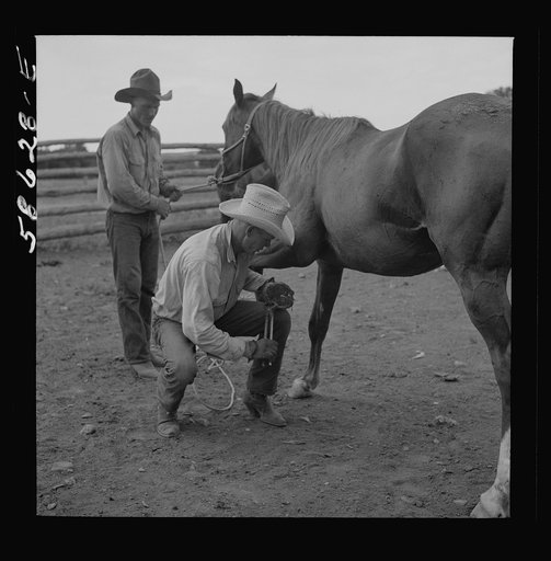 Removing horseshoes at the end of the summer season before turning the horses out on the range for the winter. In the corral at Quarter Circle U, Brewster-Arnold Ranch Company. Birney, Montana