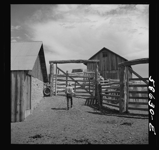Ranch horses in the corral at Quarter Circle U, Brewster-Arnold Ranch Company. Birney, Montana