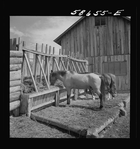 Ranch horses in the corral at Quarter Circle U, Brewster-Arnold Ranch Company. Birney, Montana