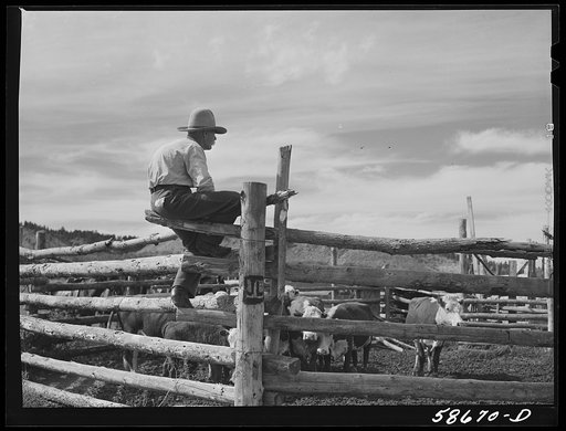 Cowhand at Ashland rodeo, Montana