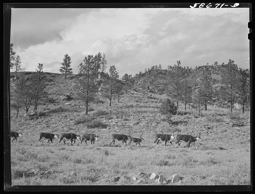 Hereford ranch cattle on grazing land near Birney, Montana