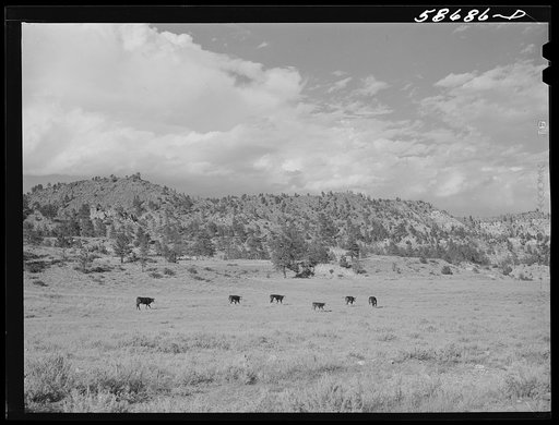 Hereford ranch cattle on grazing land near Birney, Montana