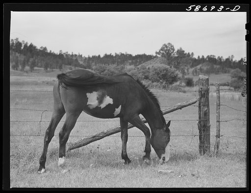 Ranch horse on grazing land near Lame Deer, Montana