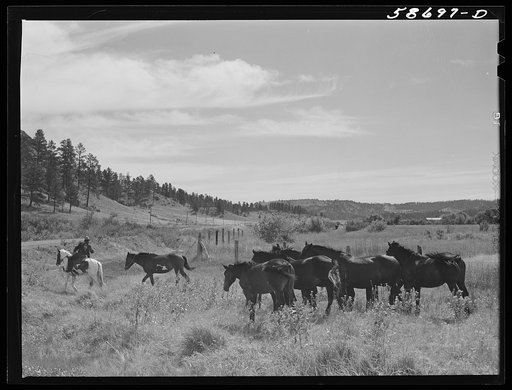 Roping a horse near Lame Deer, Montana