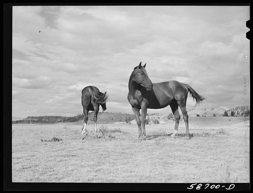 Ranch horses on grazing land near Lame Deer, Montana