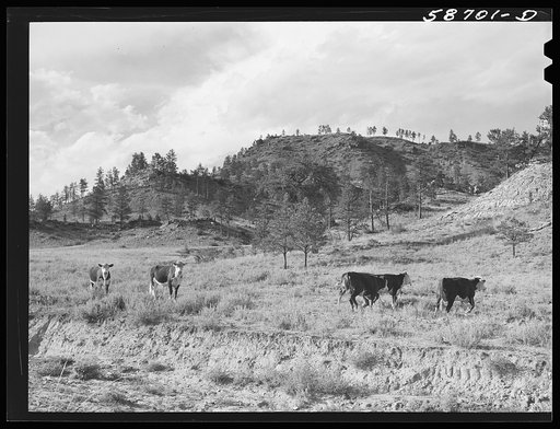 Untitled photo, possibly related to: Hereford ranch cattle on grazing land near Birney, Montana