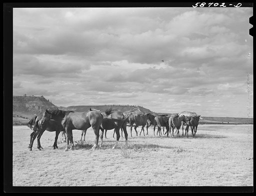 Ranch horses on grazing land near Lame Deer, Montana