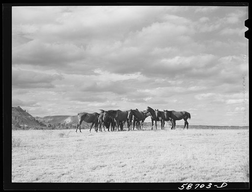 Ranch horses on grazing land near Lame Deer, Montana