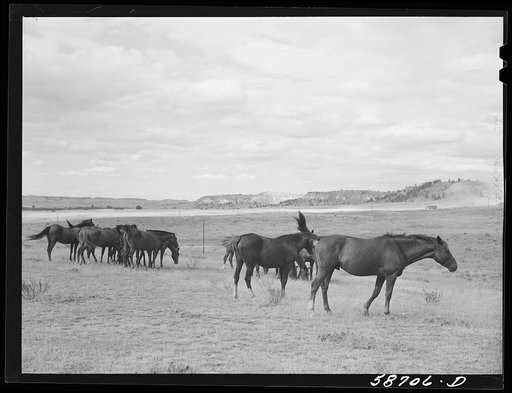 Untitled photo, possibly related to: Ranch horses on grazing land near Lame Deer, Montana