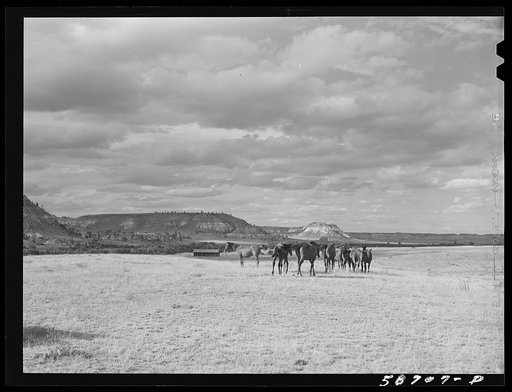 Untitled photo, possibly related to: Ranch horses on grazing land near Lame Deer, Montana