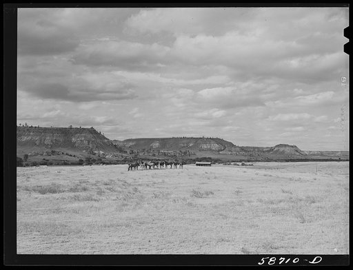 Untitled photo, possibly related to: Ranch horses on grazing land near Lame Deer, Montana