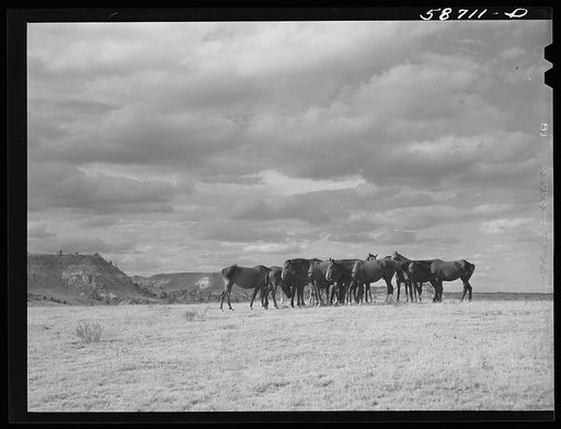Untitled photo, possibly related to: Ranch horses on grazing land near Lame Deer, Montana