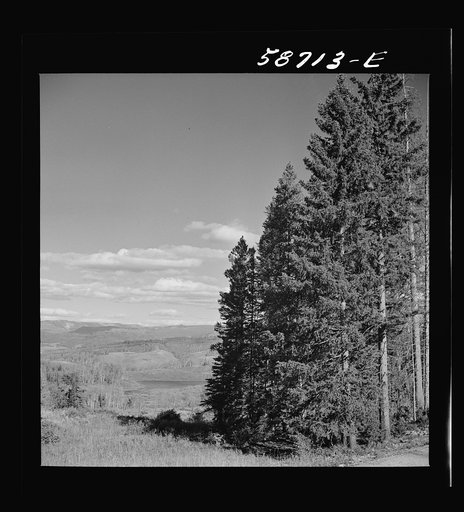 Trees in national forest near Aspen, Colorado