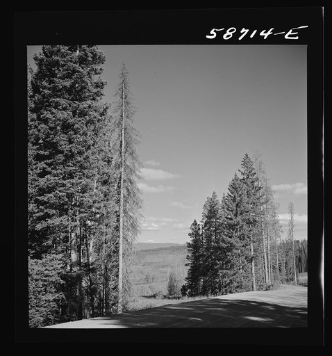 Trees in national forest near Aspen, Colorado
