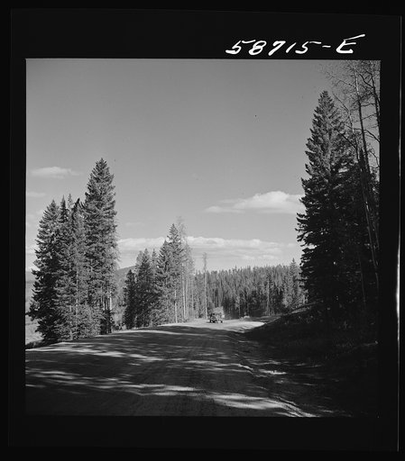 Untitled photo, possibly related to: Trees in national forest near Aspen, Colorado
