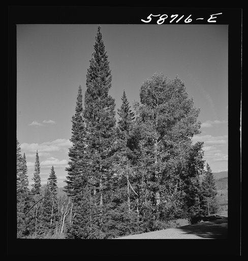 Trees in national forest near Aspen, Colorado