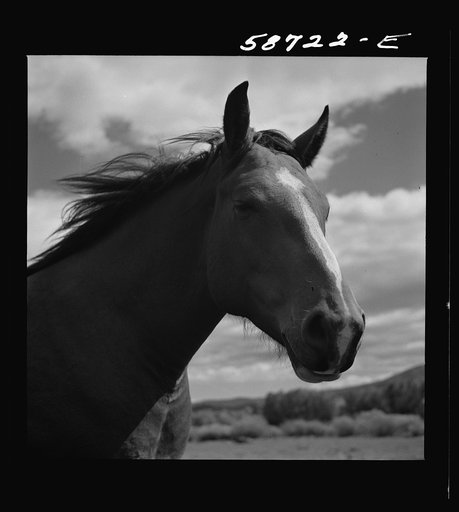 Untitled photo, possibly related to: Ranch horse on grazing land near Lame Deer, Montana