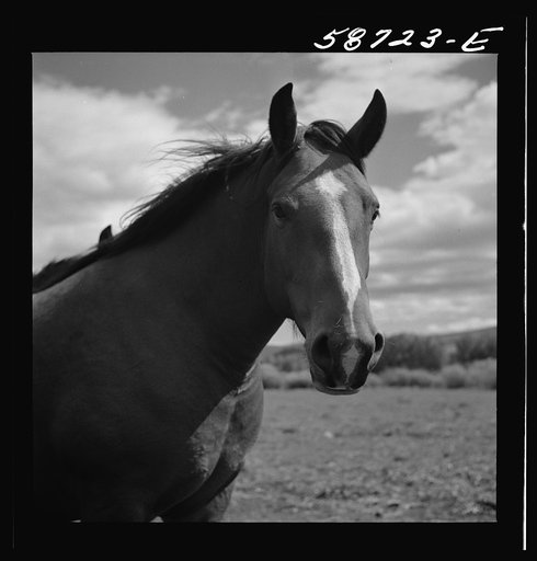 Ranch horse on grazing land near Lame Deer, Montana