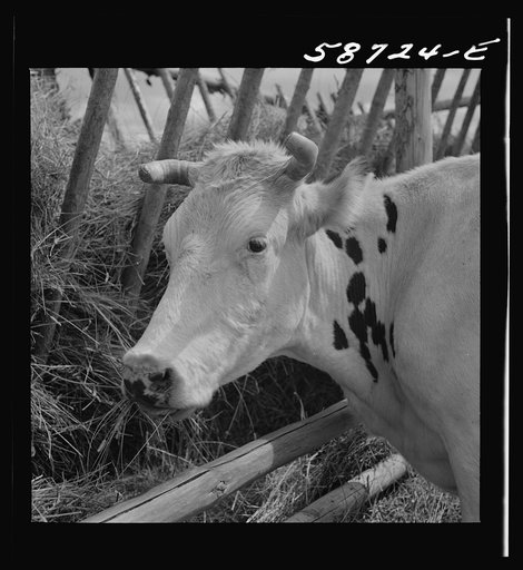 Dairy cow by hay feeding rack near Craig, Colorado