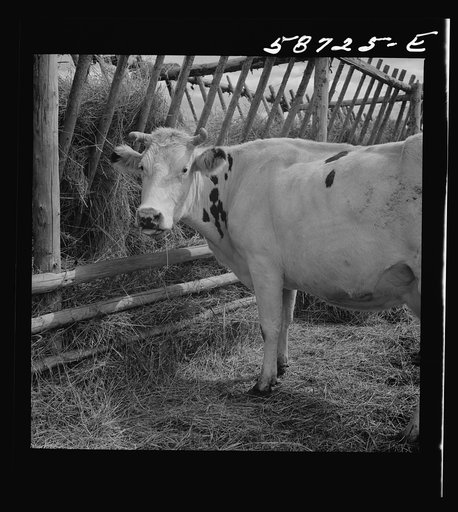 Untitled photo, possibly related to: Dairy cow by hay feeding rack near Craig, Colorado