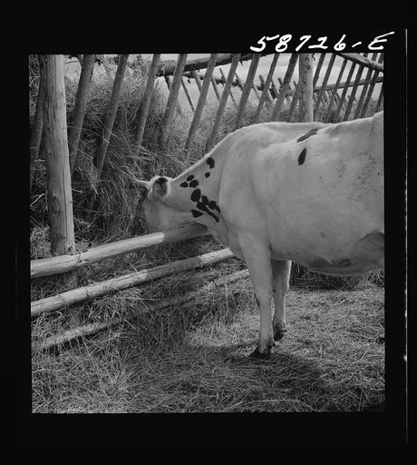 Dairy cow by hay feeding rack near Craig, Colorado
