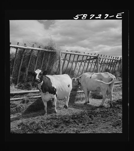 Untitled photo, possibly related to: Dairy cow by hay feeding rack near Craig, Colorado