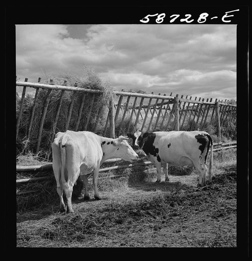 Dairy cow by hay feeding rack near Craig, Colorado