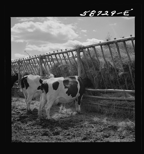 Untitled photo, possibly related to: Dairy cow by hay feeding rack near Craig, Colorado
