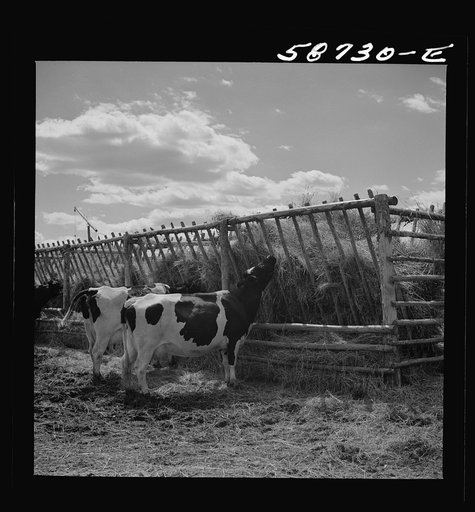 Untitled photo, possibly related to: Dairy cow by hay feeding rack near Craig, Colorado