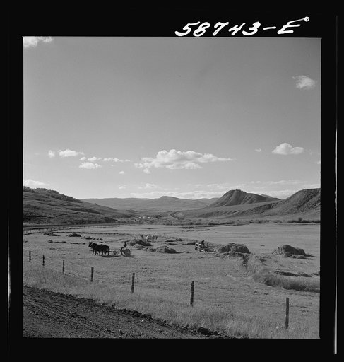 Raking up hay in valley near Aspen, Colorado