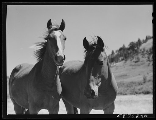 Untitled photo, possibly related to: Ranch horse on grazing land near Lame Deer, Montana