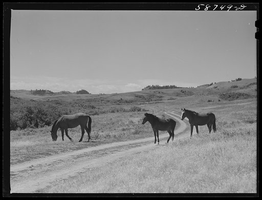 Untitled photo, possibly related to: Ranch horse on grazing land near Lame Deer, Montana
